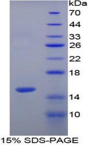 Figure 1. SDS-PAGE