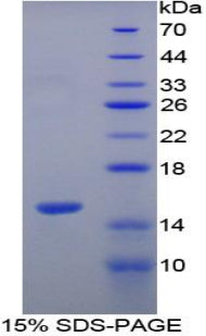 Figure 1. SDS-PAGE