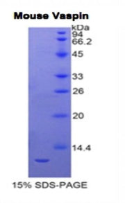 Figure 1. SDS-PAGE