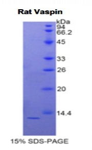 Figure 1. SDS-PAGE