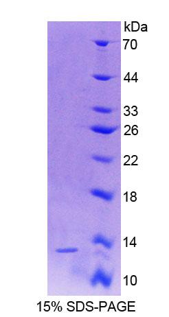 Figure 1. SDS-PAGE