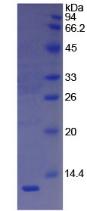 Figure 3. SDS-PAGE