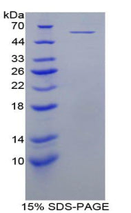 Figure 1. SDS-PAGE