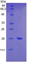 Figure 2. SDS-PAGE