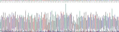 Recombinant Rat Von Willebrand Factor (vWF)