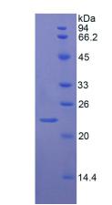 Figure 3. SDS-PAGE