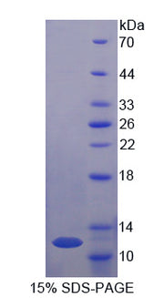 Figure 1. SDS-PAGE