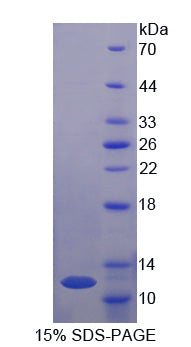 Figure 1. SDS-PAGE