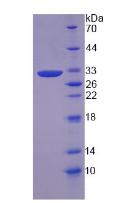 Figure 2. SDS-PAGE