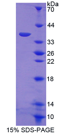 Figure 1. SDS-PAGE