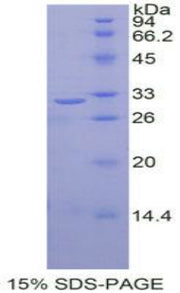 Figure 1. SDS-PAGE