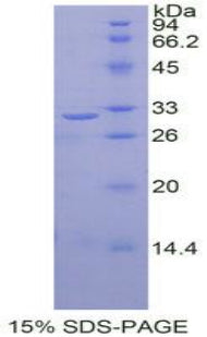 Figure 1. SDS-PAGE