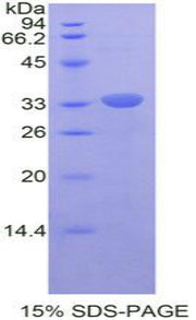 Figure 1. SDS-PAGE