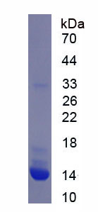 Figure 1. SDS-PAGE