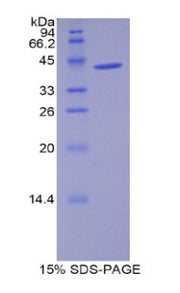 Figure 1. SDS-PAGE