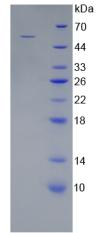 Figure 2. SDS-PAGE