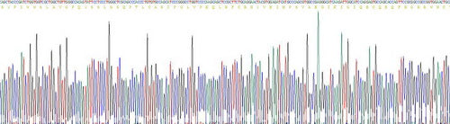 Recombinant Human Wingless Type MMTV Integration Site Family, Member 3A (WNT3A)