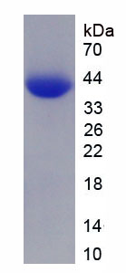 Figure 3. SDS-PAGE