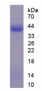 Figure 3. SDS-PAGE