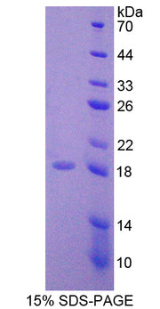 Figure 1. SDS-PAGE