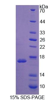 Figure 1. SDS-PAGE