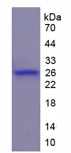 Figure 1. SDS-PAGE