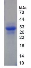 Figure 1. SDS-PAGE