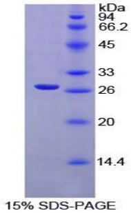 Figure 1. SDS-PAGE