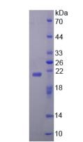 Figure 3. SDS-PAGE