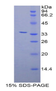 Figure 1. SDS-PAGE