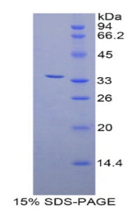Figure 1. SDS-PAGE