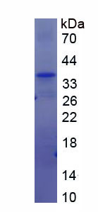 Figure 1. SDS-PAGE