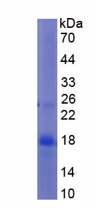 Figure 1. SDS-PAGE