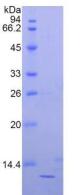 Figure 3. SDS-PAGE