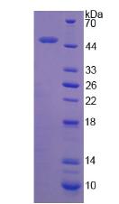 Figure 2. SDS-PAGE