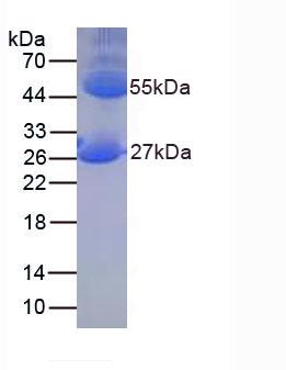 Figure 1. SDS-PAGE