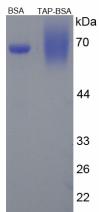 BSA Conjugated Mouse Trypsinogen Activation Peptide (TAP)
