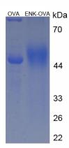 OVA Conjugated Human Enkephalin (ENK)
