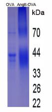 Figure 2. SDS-PAGE
