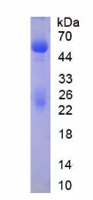 Figure 1. SDS-PAGE