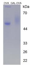 OVA Conjugated Human Galanin (GAL)