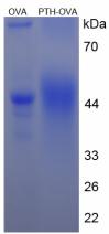 Figure 3. SDS-PAGE