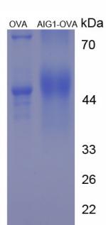 Figure 3. SDS-PAGE