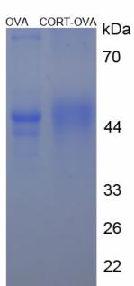Figure 3. SDS-PAGE