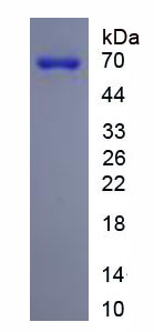 Figure 1. SDS-PAGE