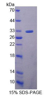 Figure 1. SDS-PAGE
