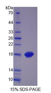 Figure 1. SDS-PAGE