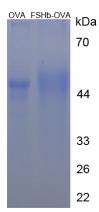 OVA Conjugated Human Follicle Stimulating Hormone Beta (FSHb)
