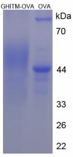 Figure 3. SDS-PAGE