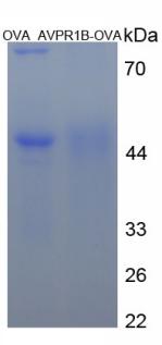 Figure 3. SDS-PAGE